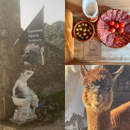 Experience Alpacas In Andalucia Apartman Córdoba Kültér fotó