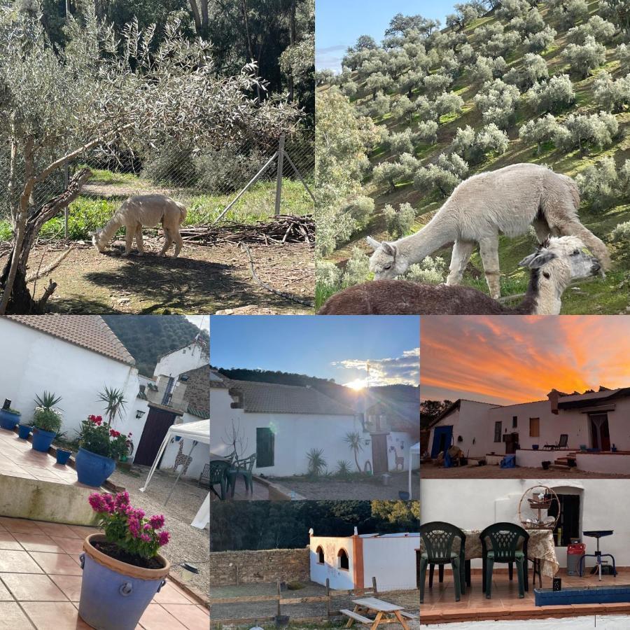 Experience Alpacas In Andalucia Apartman Córdoba Kültér fotó