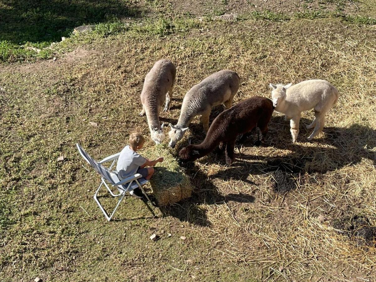 Experience Alpacas In Andalucia Apartman Córdoba Kültér fotó