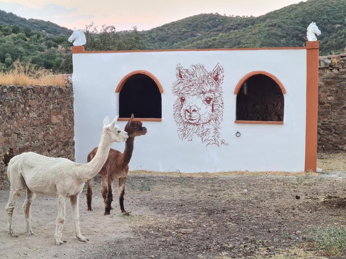 Experience Alpacas In Andalucia Apartman Córdoba Kültér fotó